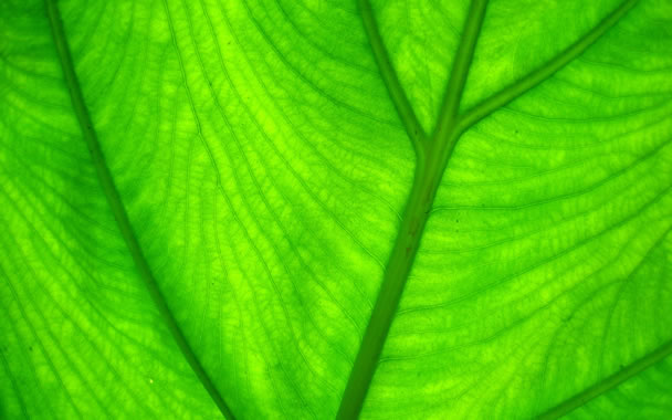 wallpaper green. green leafs wallpaper