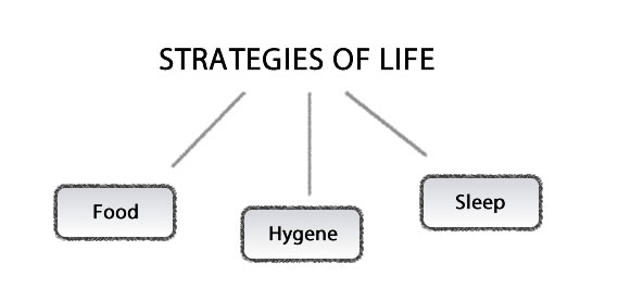 life strategy