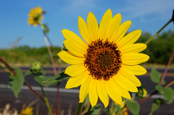 morning sunflower in Texas